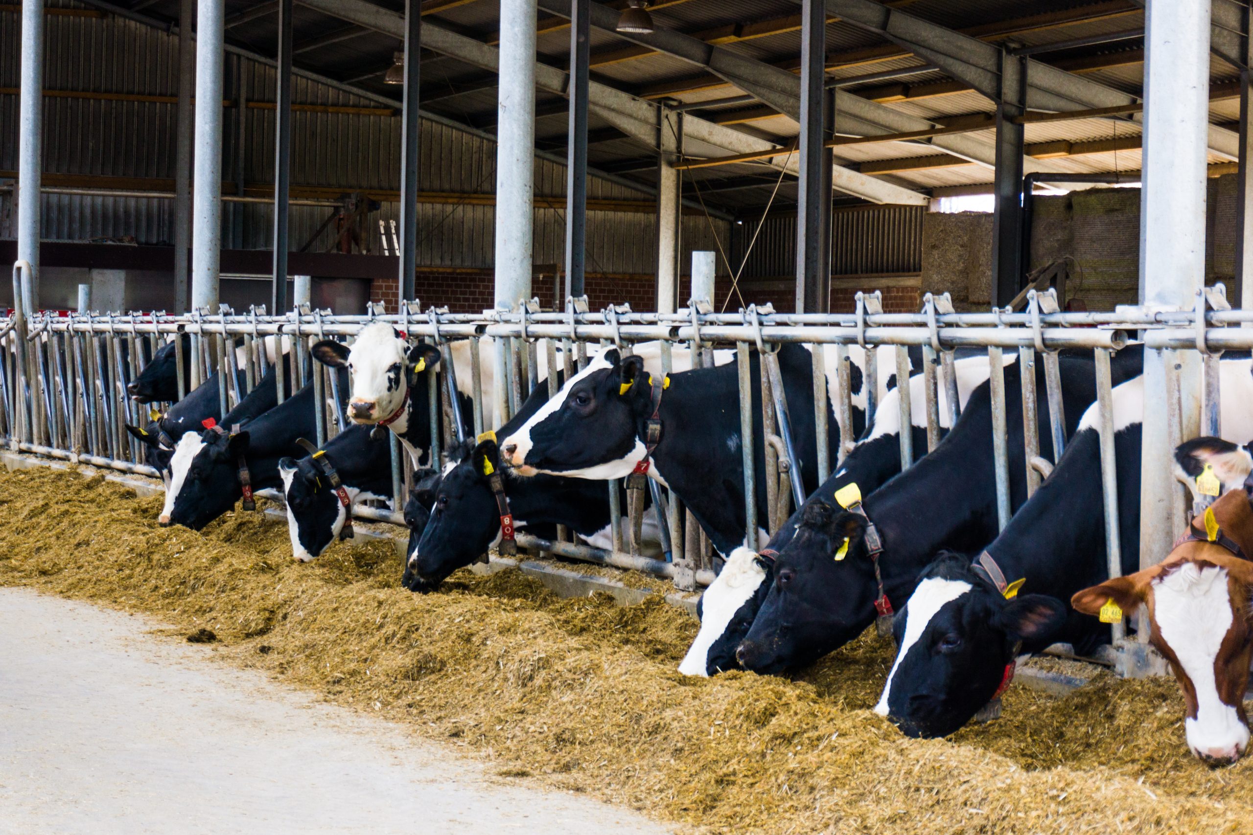 Feeding postpartum cows successfully - All About Feed