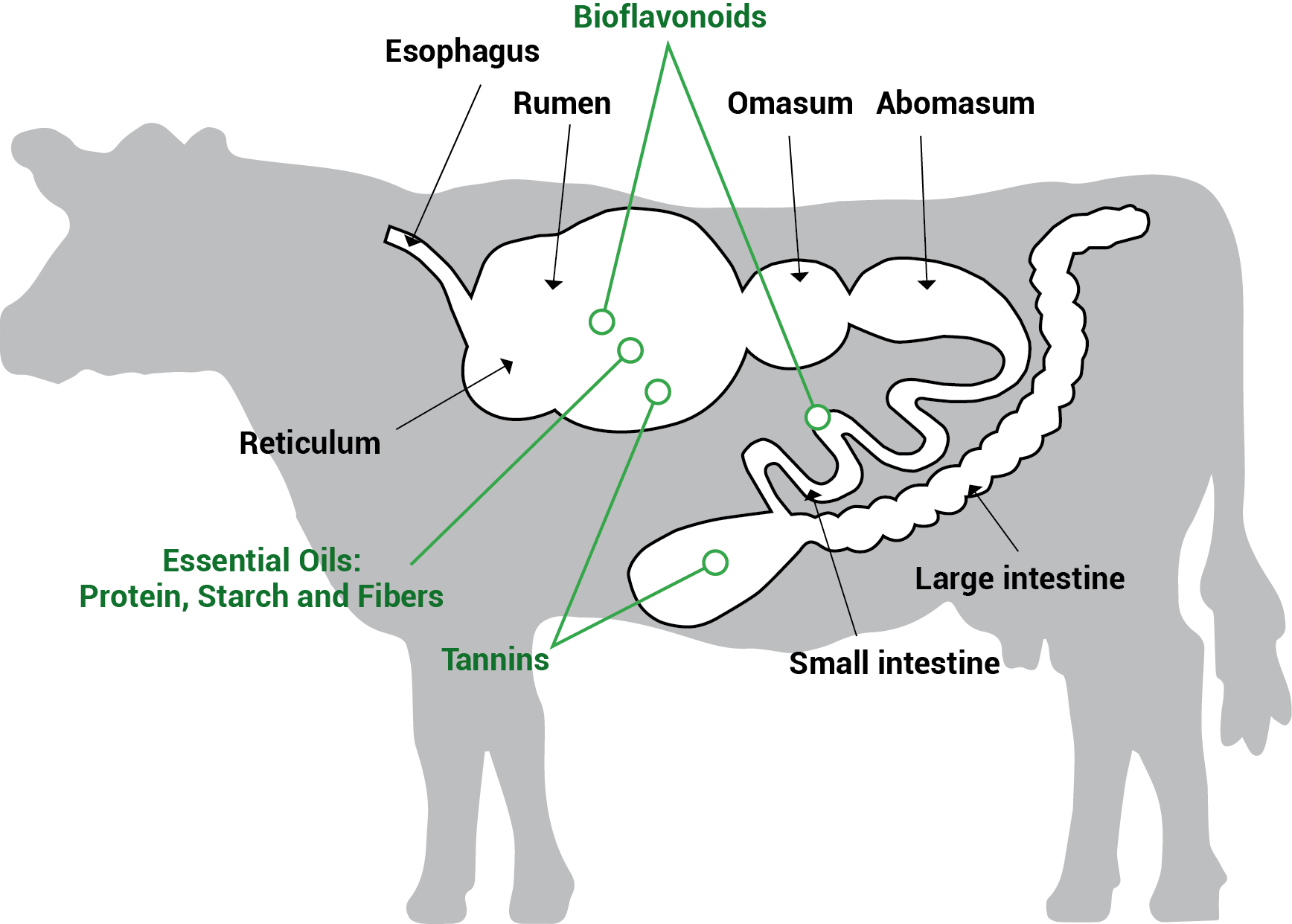 Formulation Image